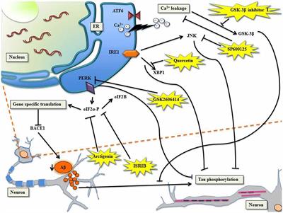 Dissecting Endoplasmic Reticulum Unfolded Protein Response (UPRER) in Managing Clandestine Modus Operandi of Alzheimer’s Disease